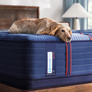  Size_Twin XL -- Sealy Albany II Tight Top Firm Mattress IMAGE 9